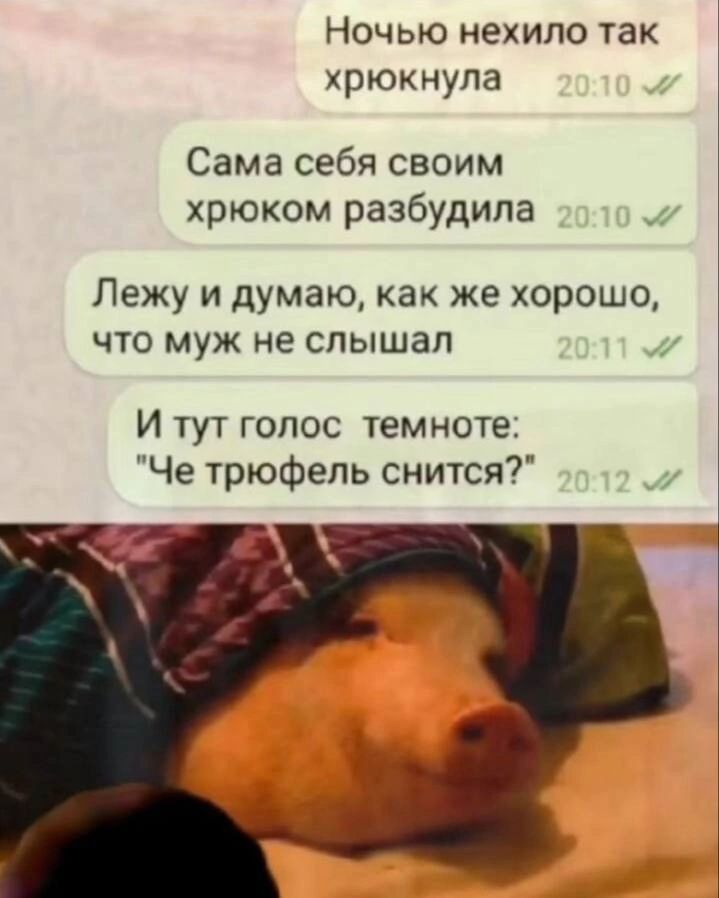 Ночью нехило так хрюкнула Сама себя своим хрюком разбудила Лежу и думаю как же хорошо что муж не слышал И тут голос темноте Че трюфель снится