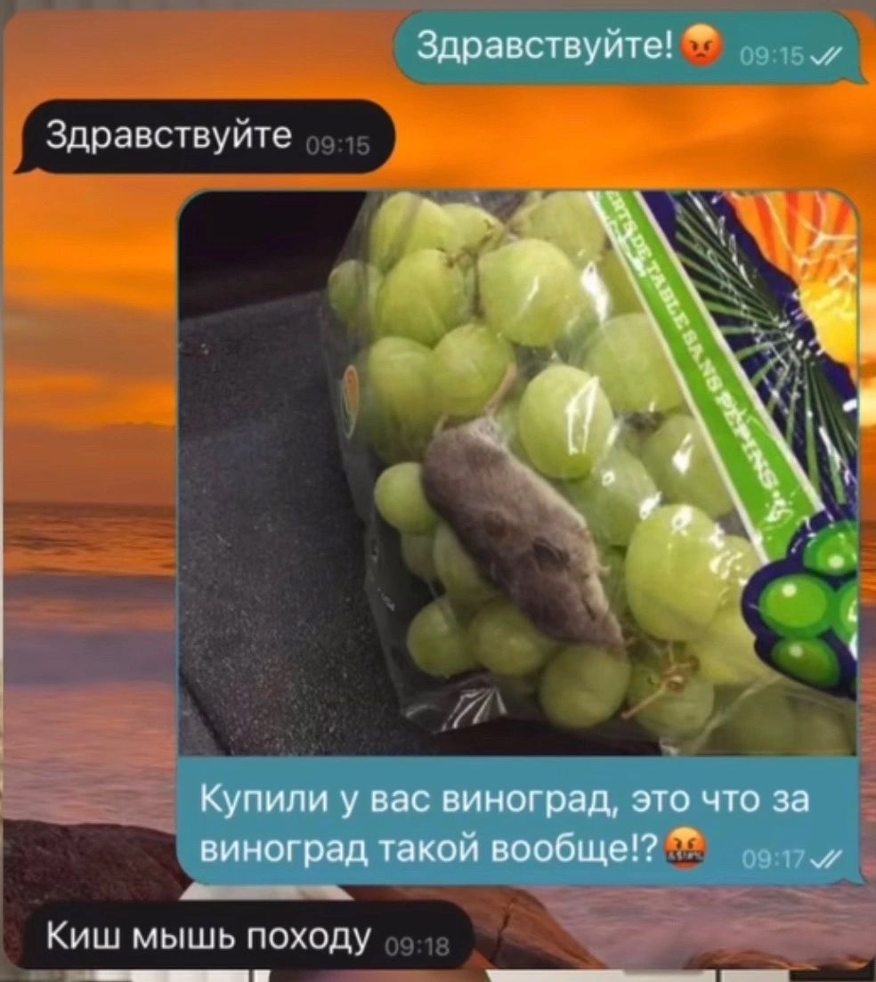 ооа ас остоуйтя оьг Здравствуйте 05 т ыы Киш мышь походу 18