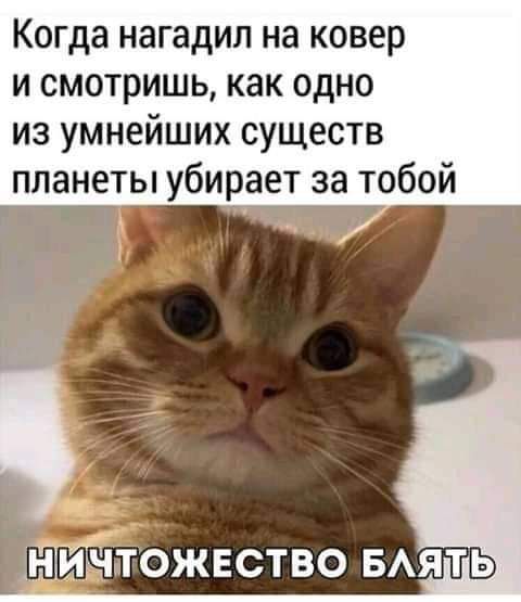 Когда нагадил на ковер и смотришь как одно из умнейших существ планеты убирает за тобой НИЧТОЖЕСТВО БЛЯЖЬ