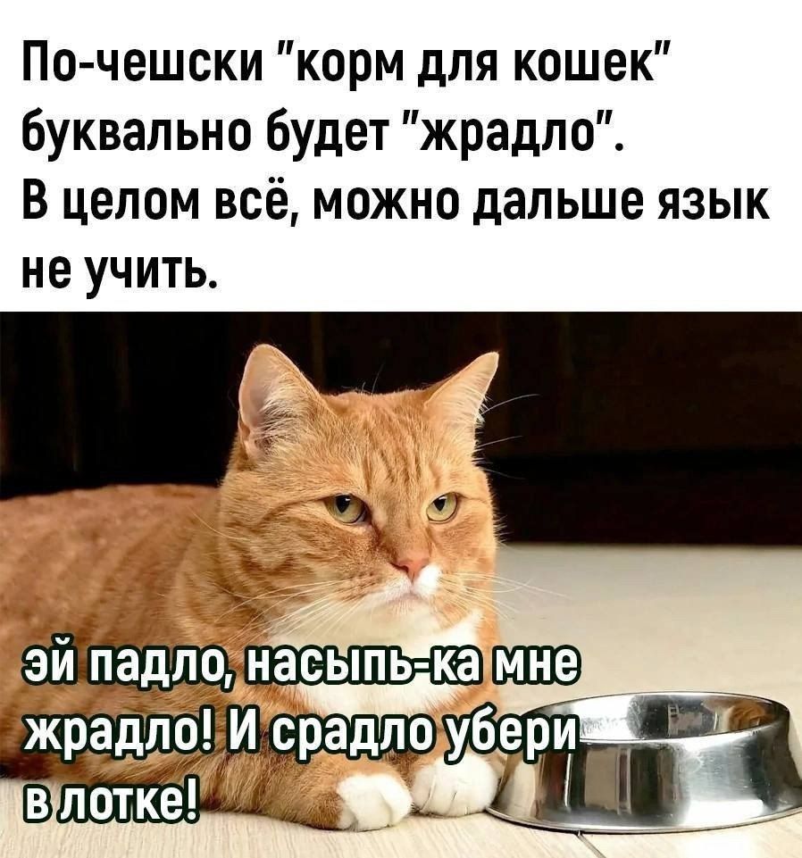 По чешски корм для кошек буквально будет жрадло В целом всё можно дальше язык не учить _ ь эй падлолнасвтьякамне жрадлоИсрадлоубериж 6в