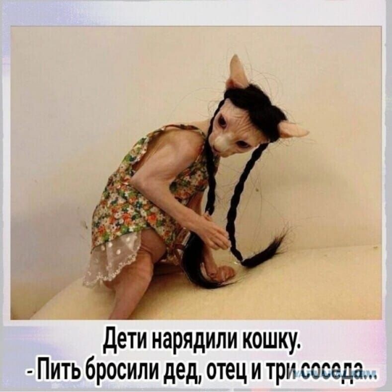 Дети нарядили кошку Пить бросили дед отец и три соседа