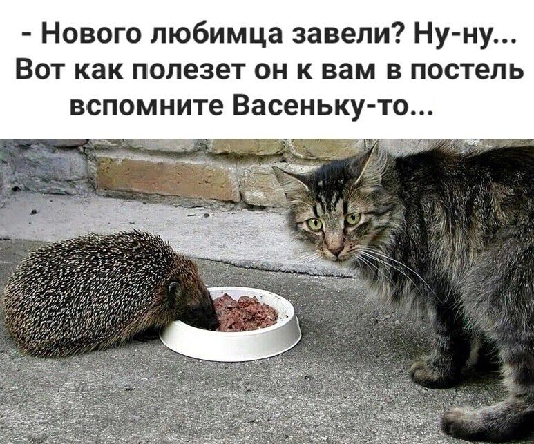 Нового любимца завели Ну ну Вот как полезет он к вам в постель вспомните Васеньку то