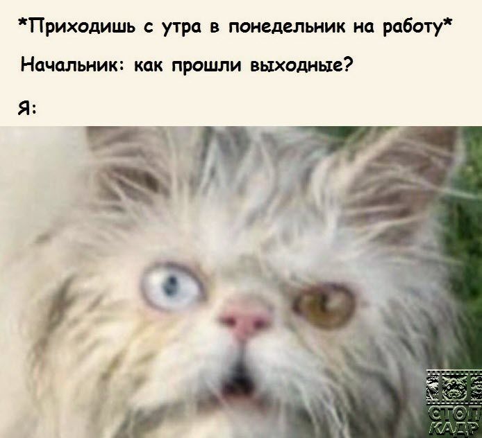 Приходишь с утра в понедельник на работу Начальник как прошли выходные