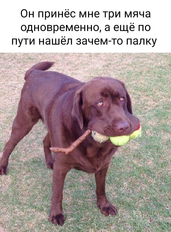 Он принёс мне три мяча одновременно а ещё по пути нашёл зачем лку
