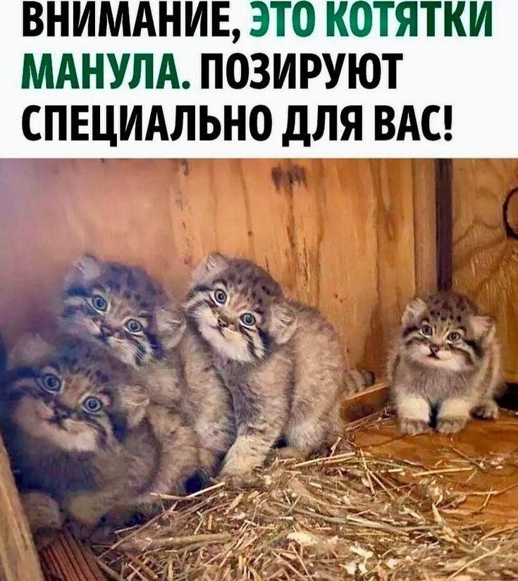 ВНИМАНИЕ ЭТО КОТЯТКИ МАНУЛА ПОЗИРУЮТ СПЕЦИАЛЬНО ДЛЯ ВАС