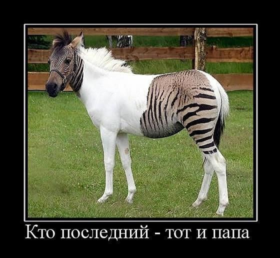 Кто последний тот и папа