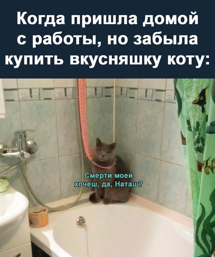 Когда пришла домой с работы но забыла купить вкусняшку коту Исмерти моей Хочеш да Наташй