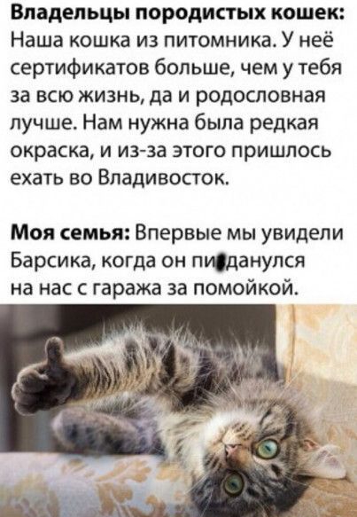 Владельцы породистых кошек Наша кошка из питомника У неё сертификатов больше чем у тебя за всю жизнь да и родословная лучше Нам нужна была редкая окраска и из за этого пришлось ехать во Владивосток Моя семья Впервые мы увидели Барсика когда он пифданулся на нас с гаража за помойкой
