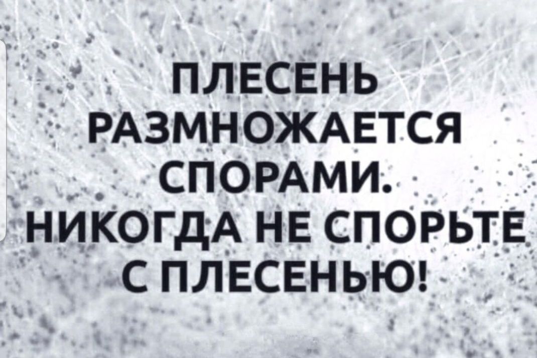 ПЛЕСЕНЬ РАЗМНОЖАЕТСЯ о СПОРАМИ НИКОГДА НЕ СПОРЬТЕ 36 ПЛЕСЕНЬЮ