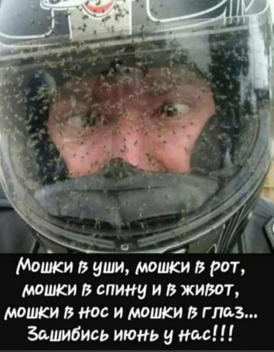 МоШКи В спинЧ и В жиВот МоШКи В нос и МоШКи В ГлоЗ Золпибись июнь Ч ос