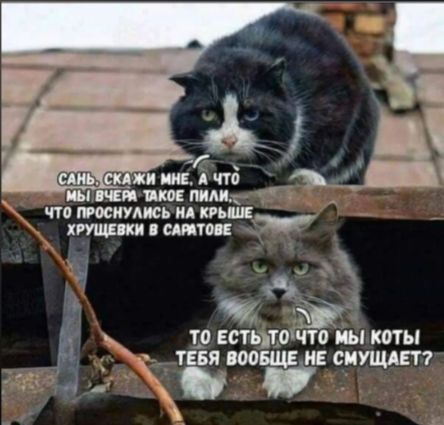 О чТО ПРОСНУЛИСЬ НА пьщ тшки В САРАТОВЕ ч то ЕСТЬТО ПО Щі Коты анн х ътБЩЕ НЕ СМУЩАЕТ