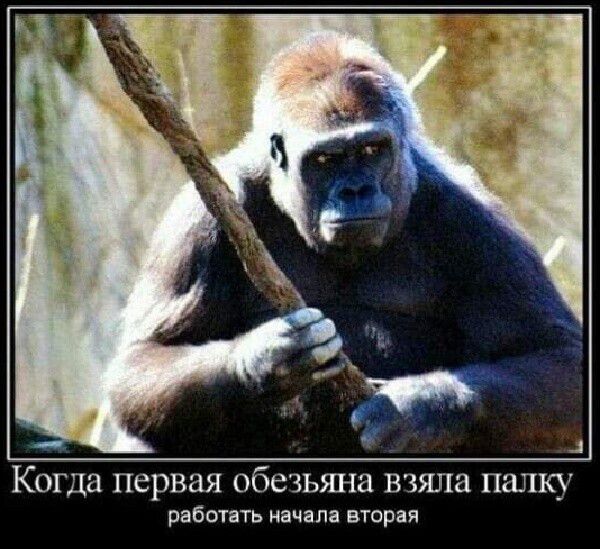 Когда первая обезьяна взяла палку работать начала вторая