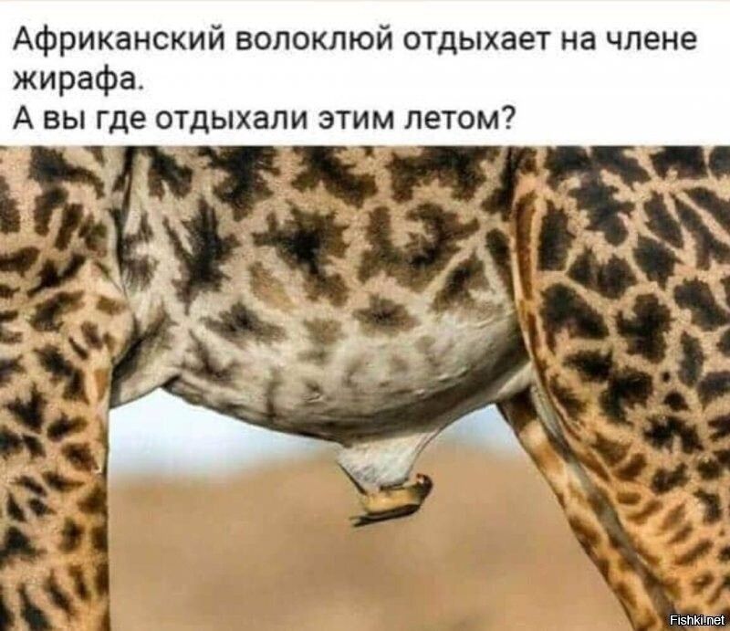 Африканский волоклюй отдыхает на члене жирафа А вы где отдыхали этим летом