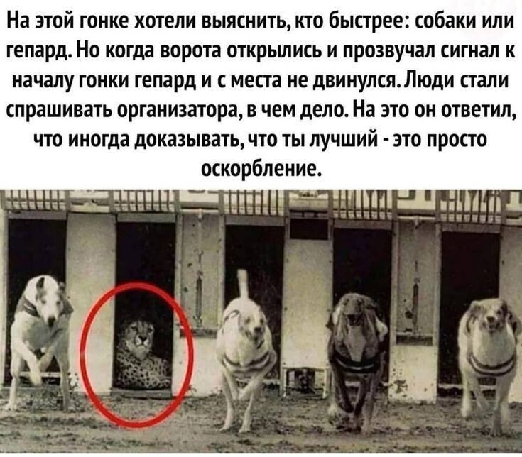 На этой гонке хотели выяснить кто быстрее собаки или гепард Но когда ворота открылись и прозвучал сигнал к началу гонки гепард и с места не двинулся Люди стали спрашивать организатора в чем дело На это он ответил что иногда доказывать что ты лучший это просто оскорбление