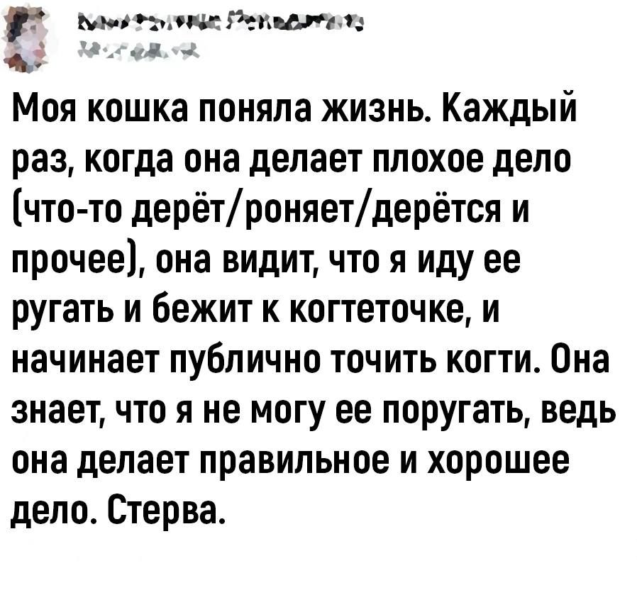 г ой оке Рекадатато аефасй ъ Моя кошка поняла жизнь Каждый раз когда она делает плохое дело что то дерётроняетдерётся и прочее она видит что я иду ее ругать и бежит к когтеточке и начинает публично точить когти Она знает что я не могу ее поругать ведь она делает правильное и хорошее дело Стерва