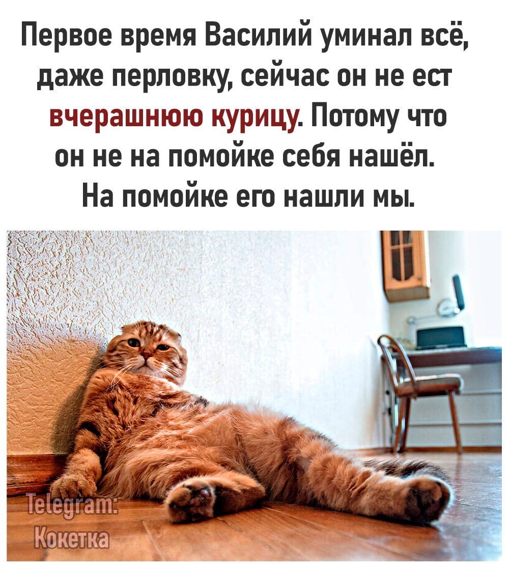 Первое время Василий уминал всё даже перловку сейчас он не ест вчерашнюю курицу Потому что он не на помойке себя нашёл На помойке его нашли мы
