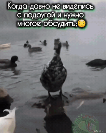 Когдо давнонелвиделись подругои и Нужно многосОбсудити
