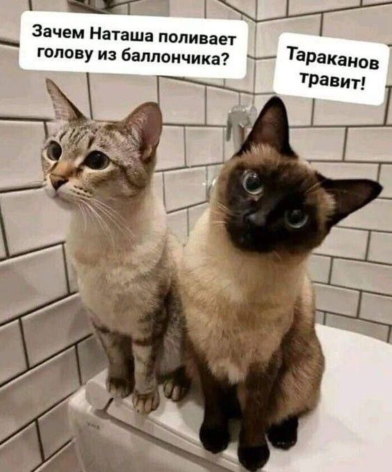 АНО рО 1 Зачем Наташа поливает т голову из баллончика э Тараканов
