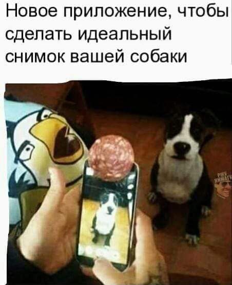 Новое приложение чтобы сделать идеальный снимок вашей собаки