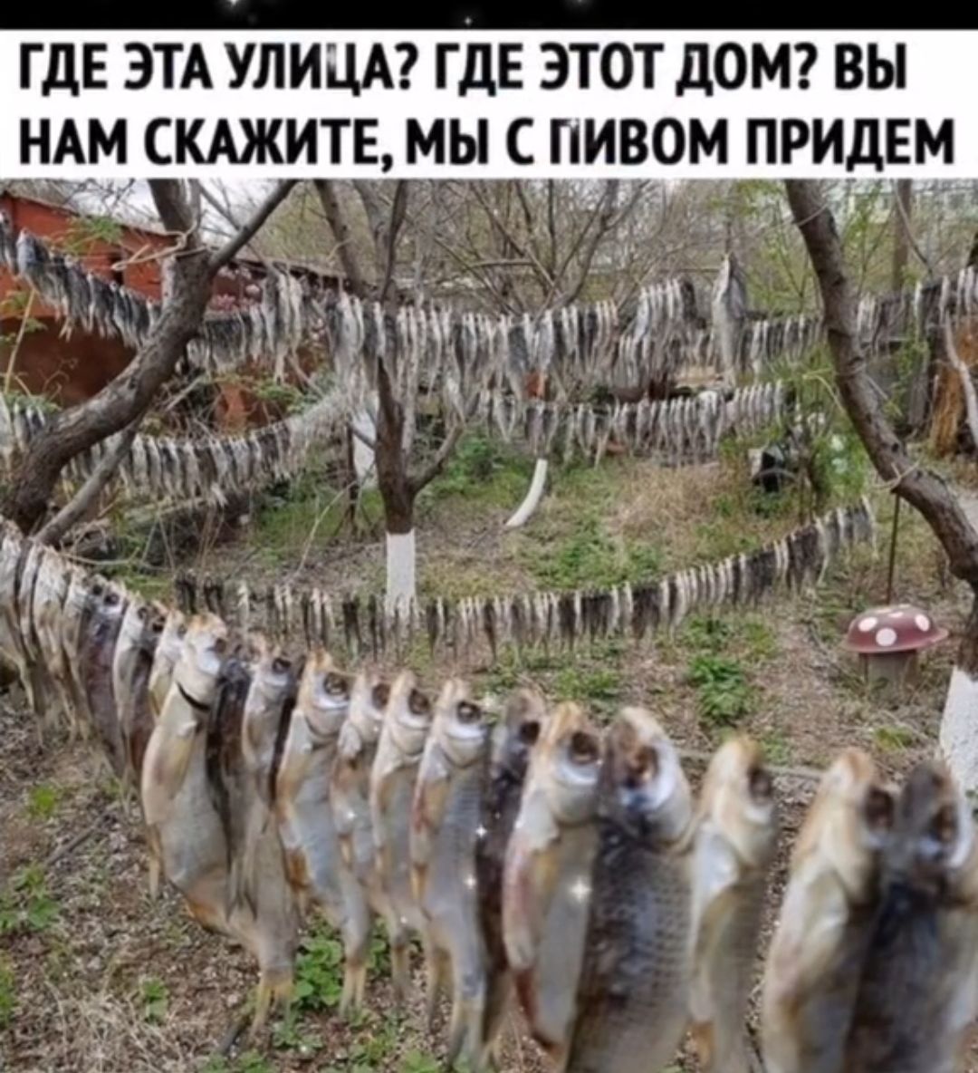 ГДЕ ЭТА УЛИЦА ГДЕ ЭТОТ ДОМ ВЫ НАМ СКАЖИТЕ МЫ С ПИВОМ ПРИДЕМ М ПНИ А