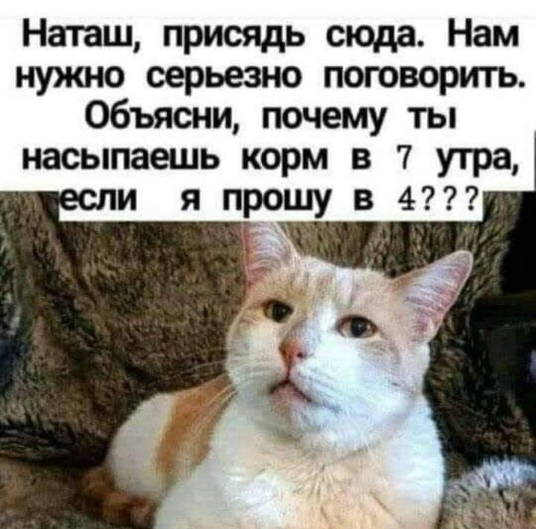 Наташ присядь сюда Нам нужно серьезно поговорить Объясни почему ты насыпаешь корм в 7 утра и я прошу в 4 Е ЧЕ