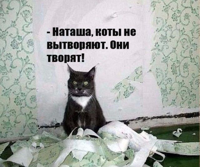 Наташа коты не вытворяют Они творят