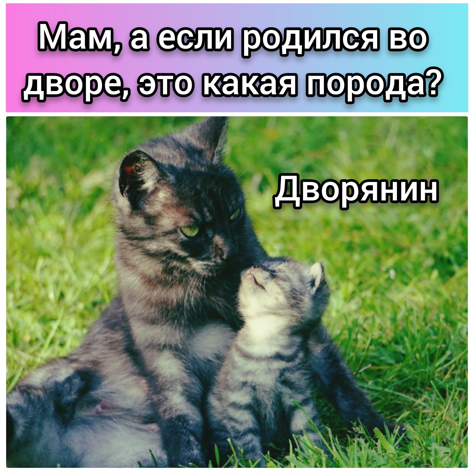 МЕГ 7 3ут а5 Е39 дворежэлокакаяпорода