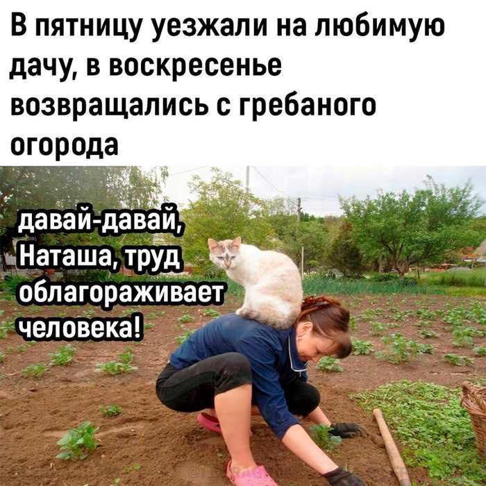В пятницу уезжали на любимую дачу в воскресенье возвращались с гребаного огорода давай давай эыйЫ й Наташа труд 9 ь облагораживает человека Р