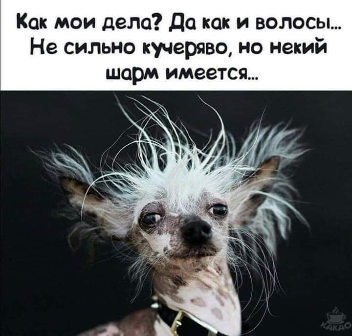 Как мои дела Да как и волосЫ Не сильно кучеряво но некий шарм имеется