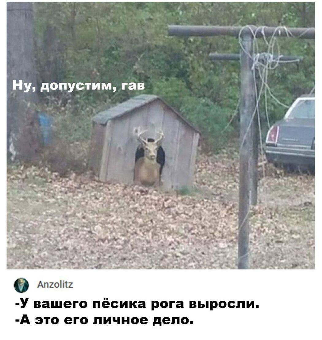 Ну допустим гав У вашего пёсика рога выросли А это его личное дело