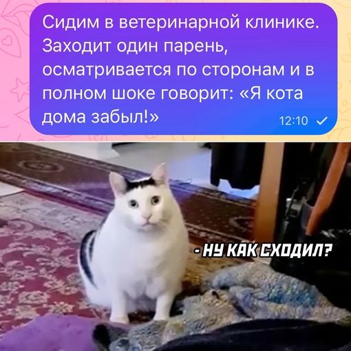 Сидим в ветеринарной клинике Заходит один парень осматривается по сторонам и в полном шоке говорит Я кота дома забыл
