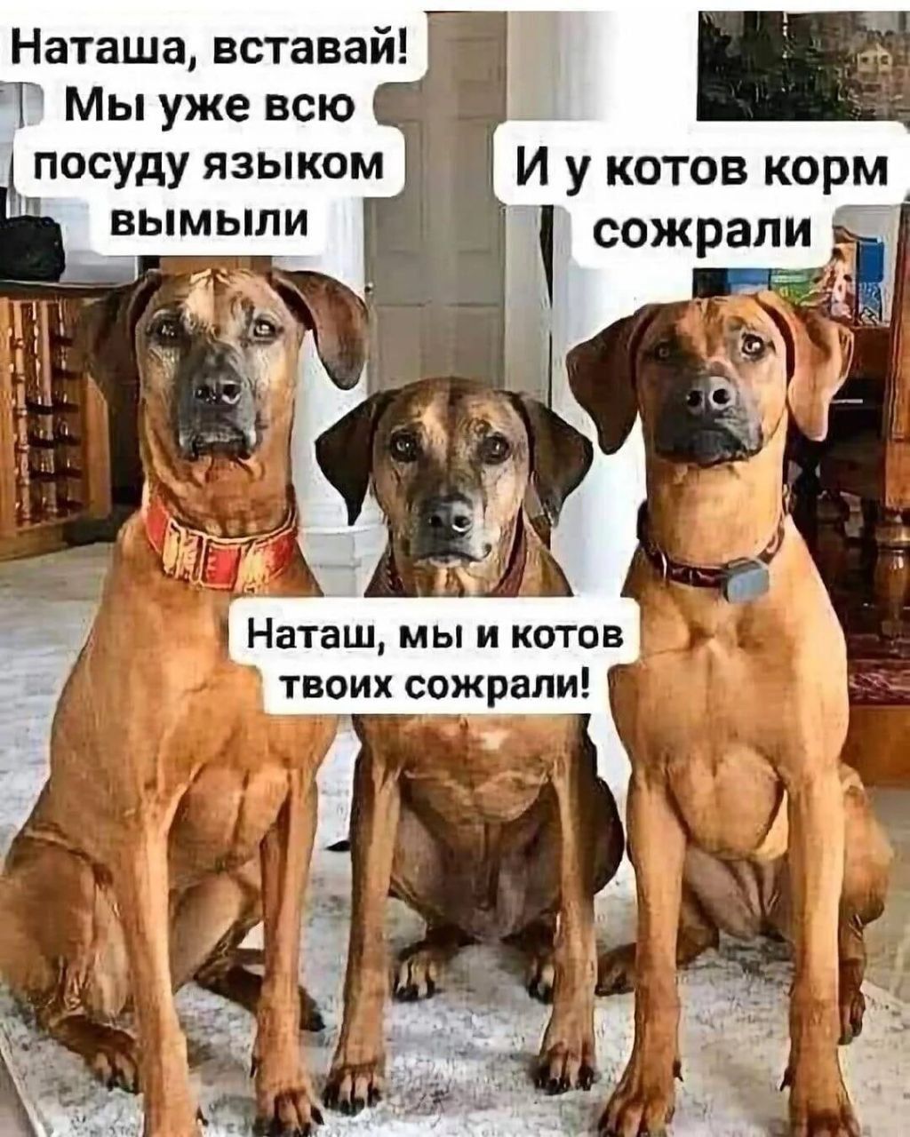 Наташа вставай Т Мы уже всю посуду языком И у котов корм вымыли сожрали Е