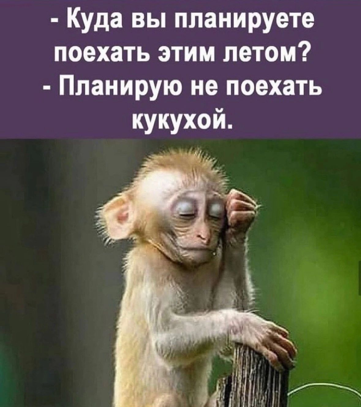 Куда вы планируете поехать этим летом Планирую не поехать кукухой