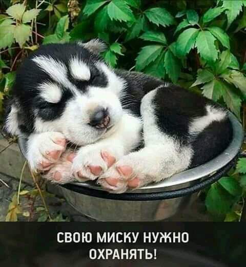 СВОЮ МИСКУ НУЖНО ОХРАНЯТЬ
