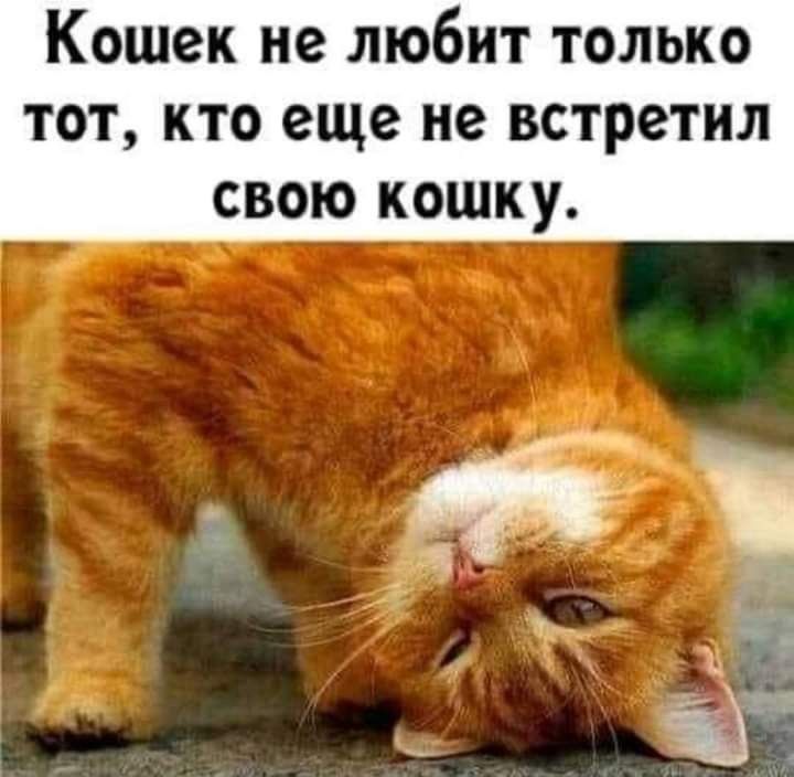 Кошек не любит только тот кто еще не встретил свою кошку