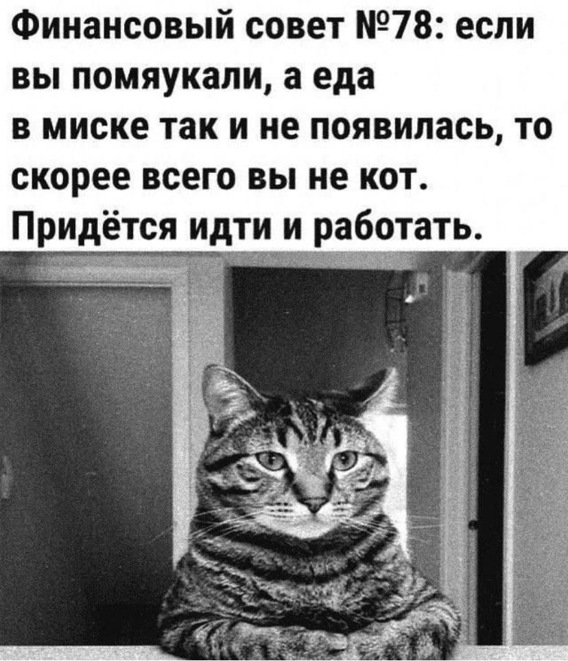 Финансовый совет 78 если вы помяукали а еда в миске так и не появилась то скорее всего вы не кот Придётся идти и работать в