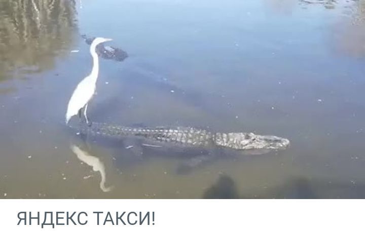 ЧЛ ЯНДЕКС ТАКСИ