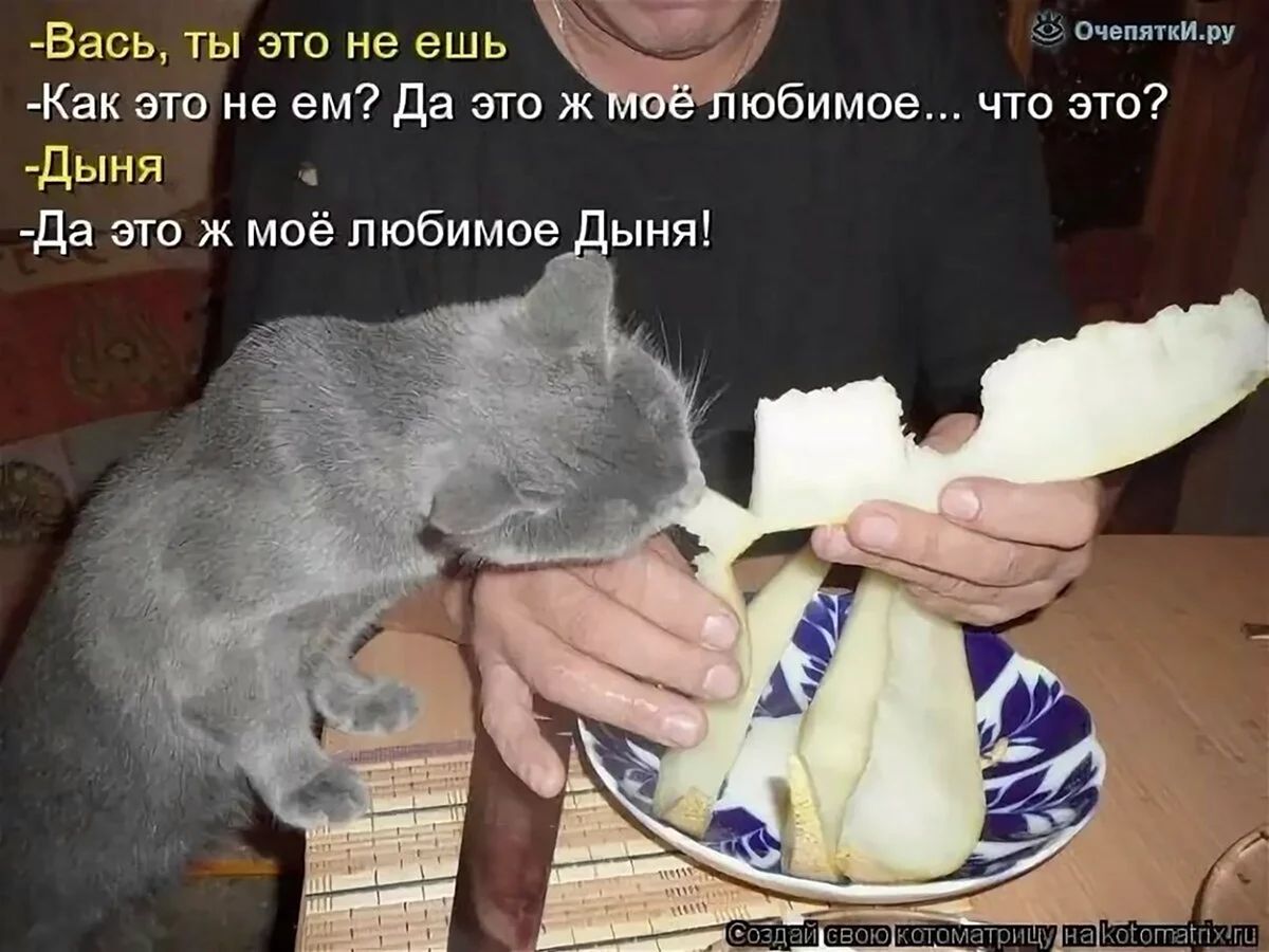 Вась ты это не ешь оНЙ Как это не ем Да это ж обимое что это Дыня Да это ж моё любимое Дыня