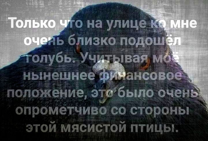 о на улицем Ъ близко подош олубь Уч 10 ньянешнееансчво эжение этабыло очен метчивосо стороны й мясистой птицы