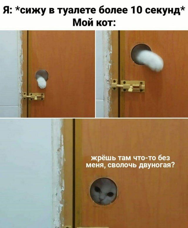 Я сижу в туалете более 10 секунд Мой кот жрёшь там что то без меня сволочь двуногая
