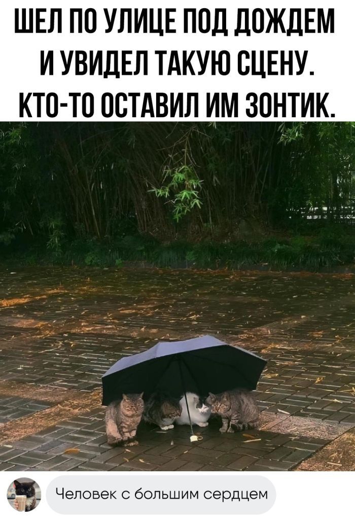 ШЕЛ ПО УЛИЦЕ ПОД ДОЖДЕМ ИУВИДЕЛ ТАКУЮ СЦЕНУ КТО ТО ОСТАВИЛ ИМ ЗОНТИК Ч Человек с большим сердцем