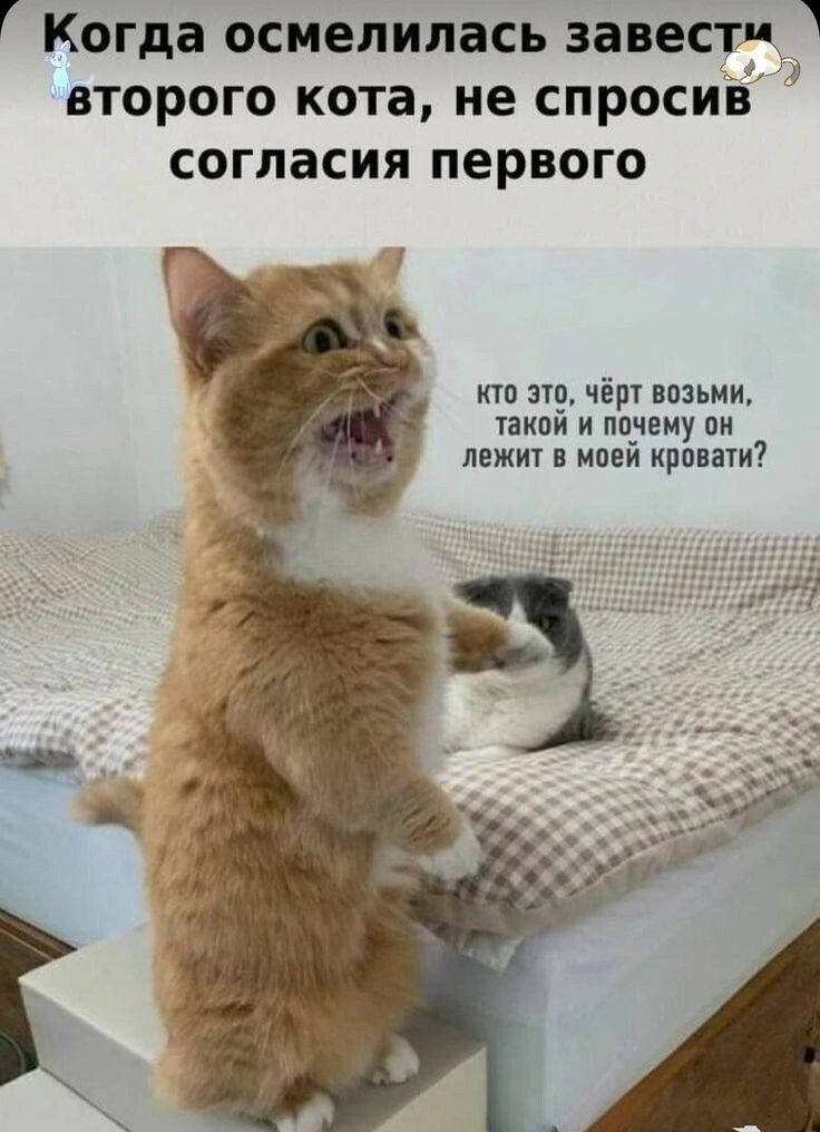 Когда осмелилась завести й второго кота не спросив согласия первого кто это чёрт возьми такой и почему он лежит в моей кровати