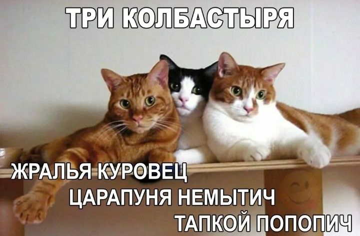 ЛРИКОЛЬАСТЫ Р ЖРАЛЬЯ КУРВЕЦ ЦАРАПУНЯ НЕМЫТИЧ