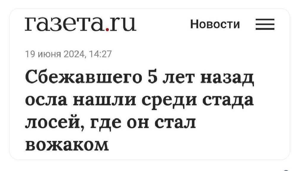 газеталти Новости 19 июня 2024 1427 Сбежавшего 5 лет назад осла нашли среди стада лосей где он стал вожаком
