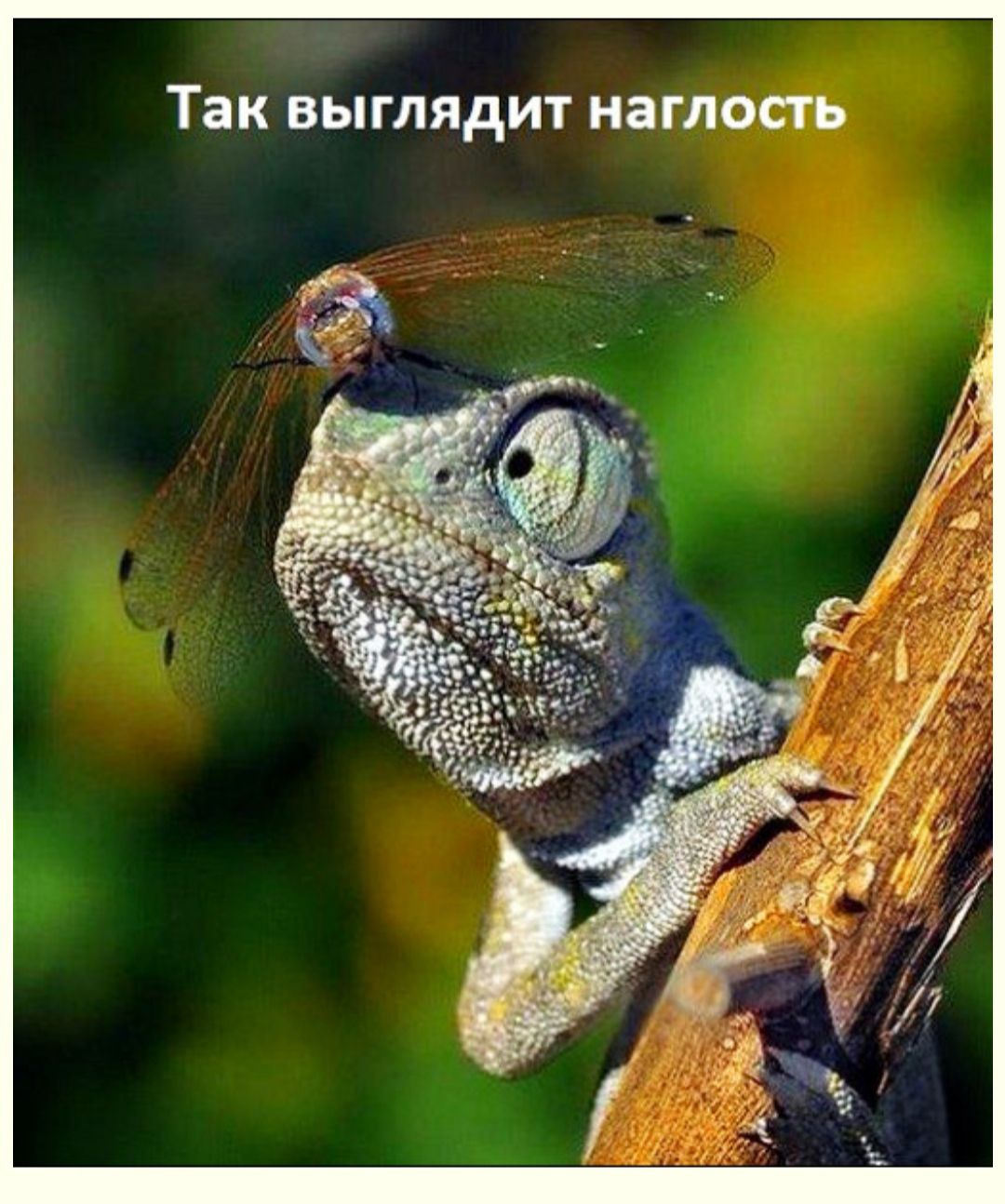 ИЕТ выглядит наглость