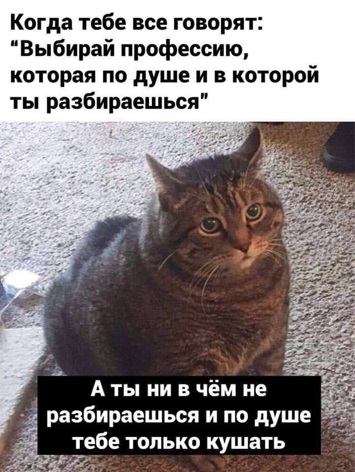 Когда тебе все говорят Выбирай профессию которая по душе и в которой ты разбираешься Аты ни в чём не разбираешься и по душе тебе только кушать