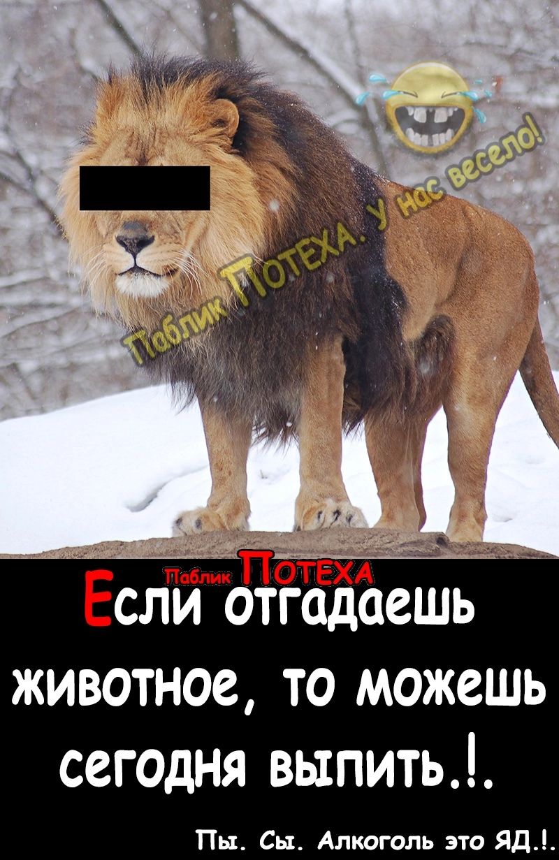 пм ПОТЕХА Если отгадаешь животное то можешь сегодня выпить Пы Сы Алкоголь это ЯД