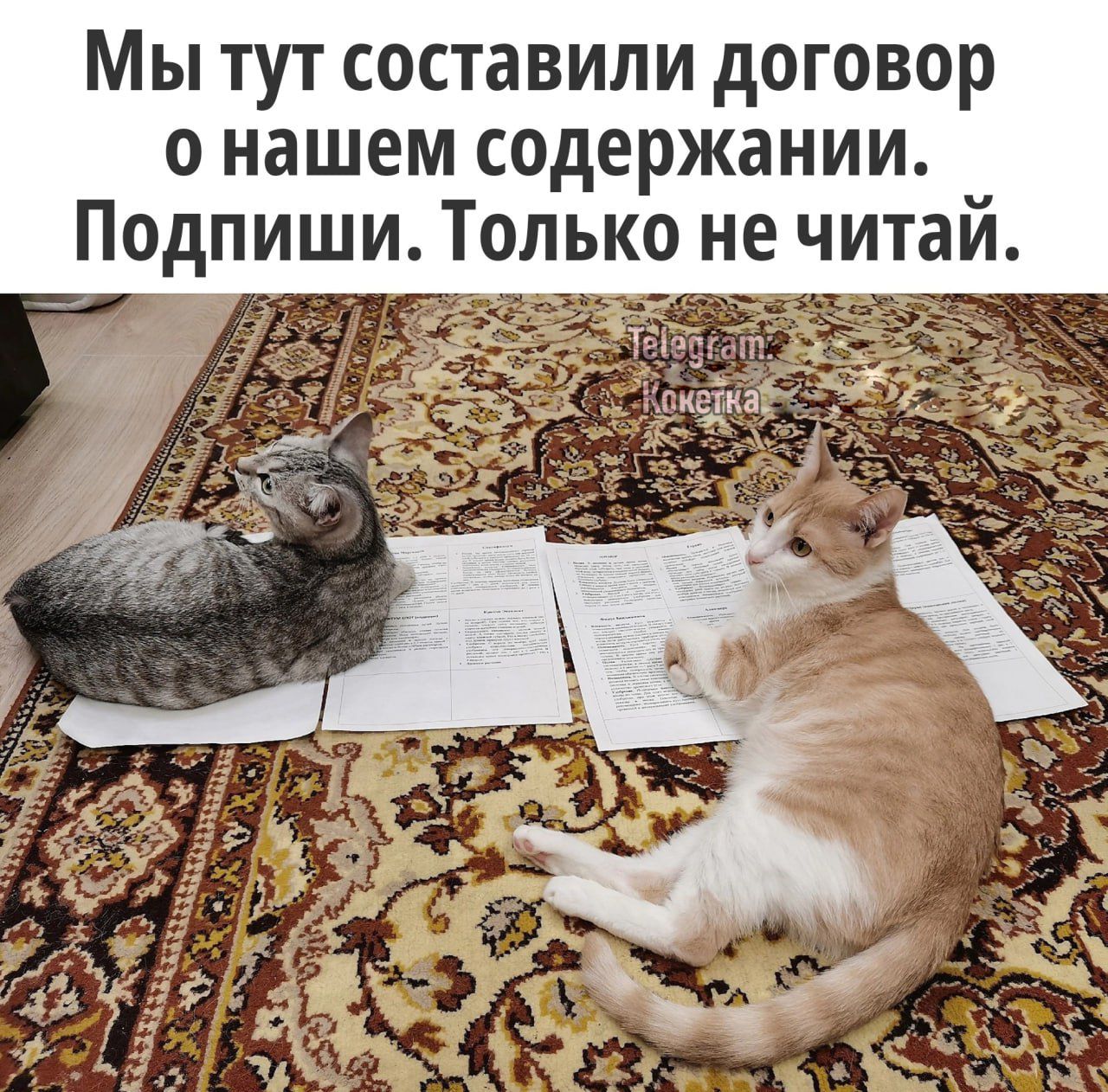 Мы тут составили договор о нашем содержании Подпиши Только не читай