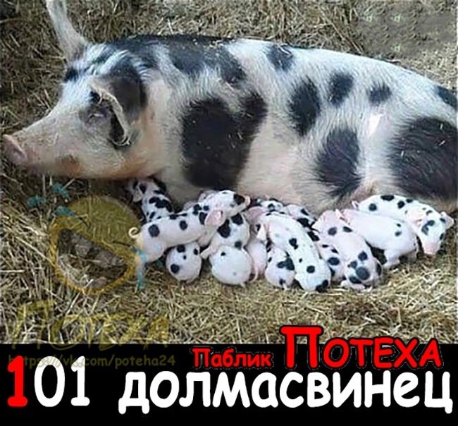 0 долмаівинец