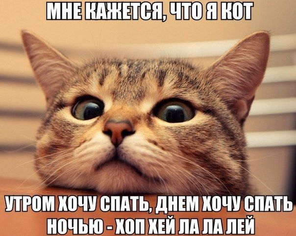 УТРОМ ХОЧУ СПАТЬ ДНЕМ ХОЧУ __ППЬ НОЧЬЮ ХОПХЕЙ ЛАЛА ЛЕЙ